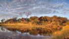 Belmond Savute Elephant Lodge