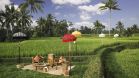 Ubud Hanging Gardens