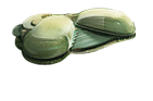 Concerts